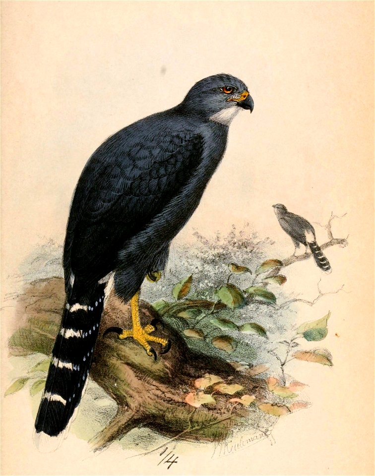 English:  « Astur macrurus » = Urotriorchis macrourus (Long-tailed Hawk)Français :  « Astur macrurus » = Urotriorchis macrourus (Autour à longue queue)