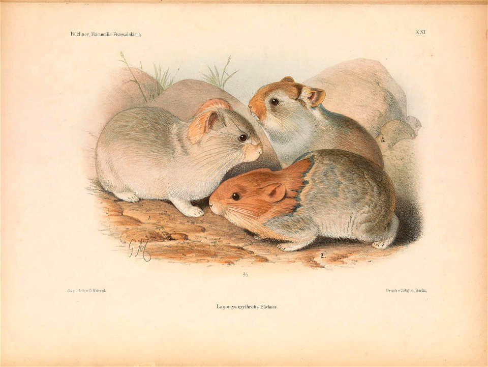 Plate on the page 339 Fig. Ochotona erythrotis in winter plumage and in a process of moulting