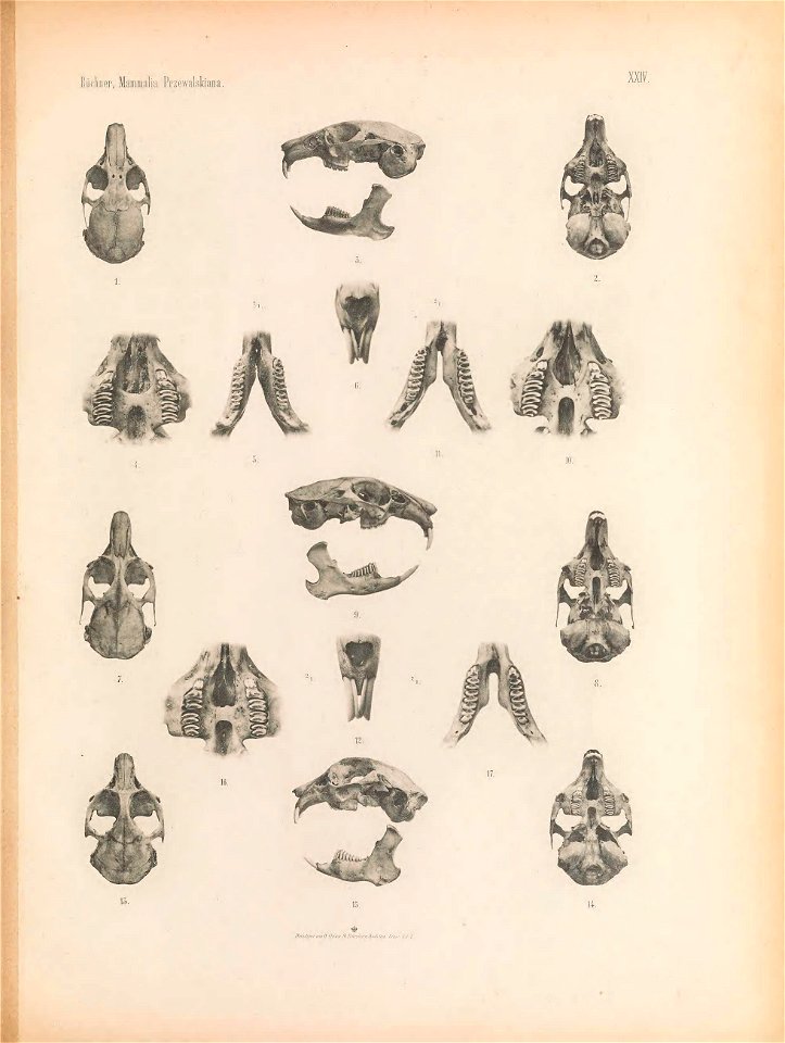 Plate XXIV on the page 351. Fig. 1-6 Ochotona erythrotis Type specimen; Fig. 7-12 Ochotona ladacensis; Fig. 13-17 Ochotona koslowi  Type specimen