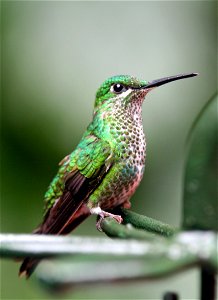 green crowned brilliant