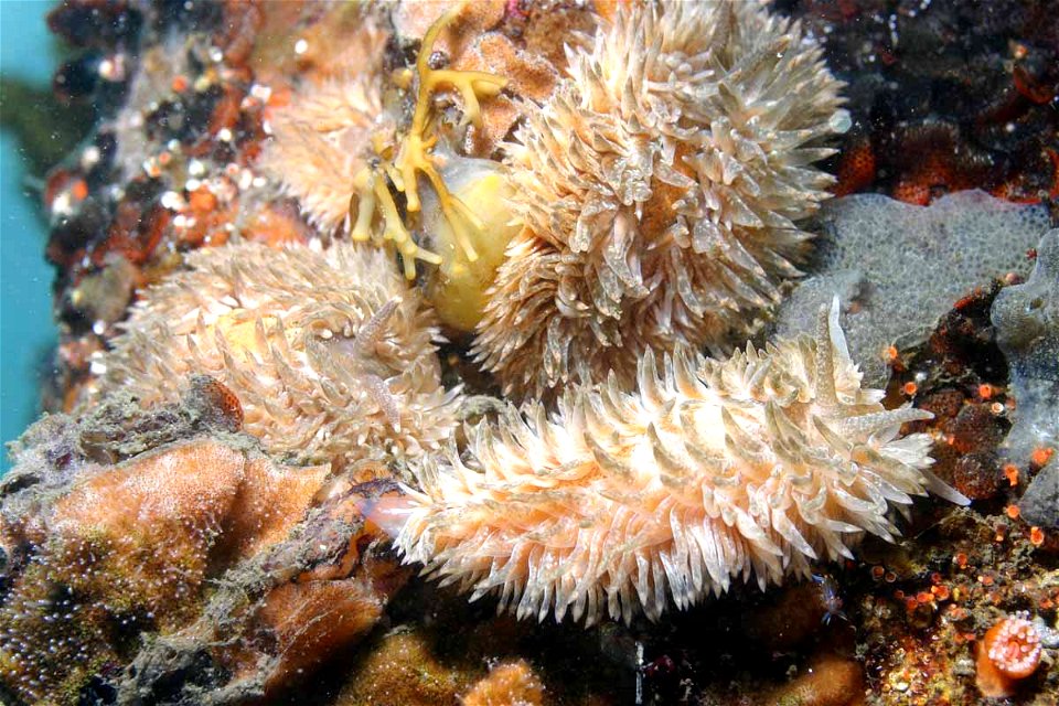 Aeolidia papillosa, grupo en el puerto de Monterey, EE.UU.