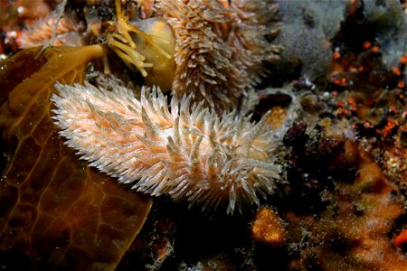 Aeolidia papillosa, puerto de Monterey, EE.UU.