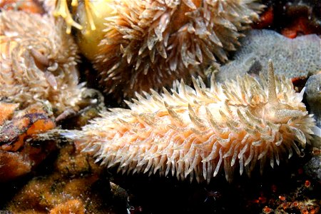 Aeolidia papillosa, puerto de Monterey, EE.UU.