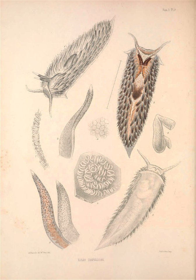 Alder J. & Hancock A. (1845-1855). A monograph of the British nudibranchiate Mollusca: with figures of all the species. The Ray Society, London. Published in 8 parts: Part 6 Fam. 3 Plate 9 [1854].