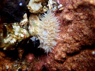 Underwater photographs show the diversity of wildlife in the tide pools at Yaquina Head Outstanding Natural Area, near Newport, Oregon.

Photos were captured in May and June of 2016, by Tara Silber, B