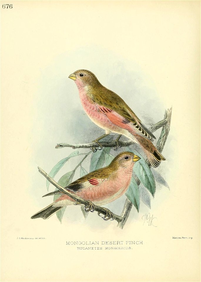 J &Keulema.n.s del etlitK. 
Min.tern.Bros, : 
MONGOLIAN DESERT FINCH. 

BUCANETES MONGOLICUS.