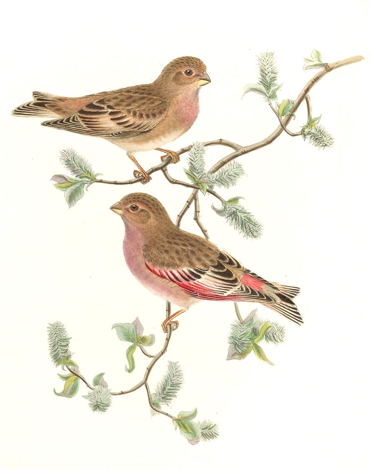 Erythrospiza incarnata = Eremopsaltria mongolicus[1][2]