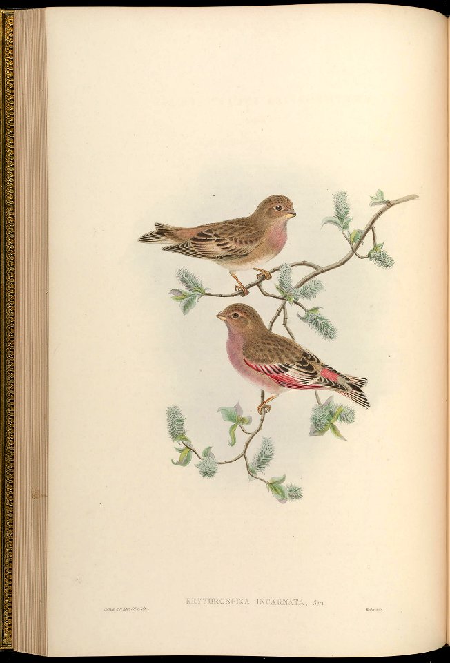 Erythrospiza incarnata = Bucanetes mongolicus[1][2]