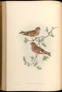 Erythrospiza incarnata = Bucanetes mongolicus[1][2]