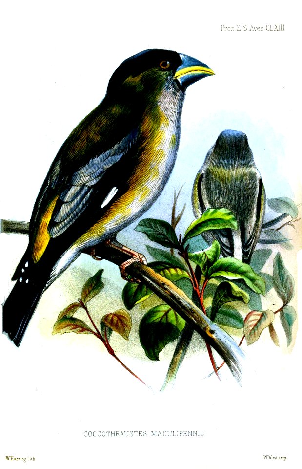 Hooded Grosbeak adult female