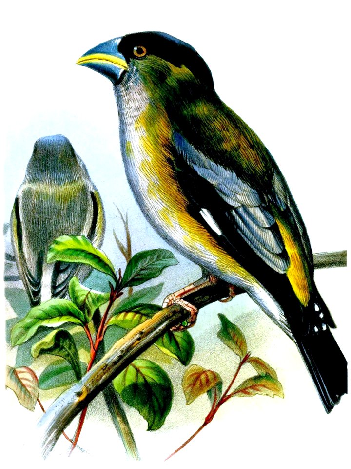 Hooded Grosbeak adult female