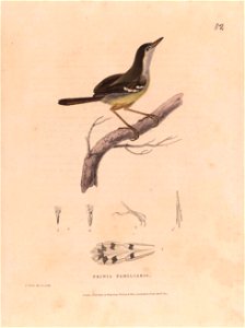 Zoological researches in Java, and the neighbouring islands /  by Thomas Horsfield.