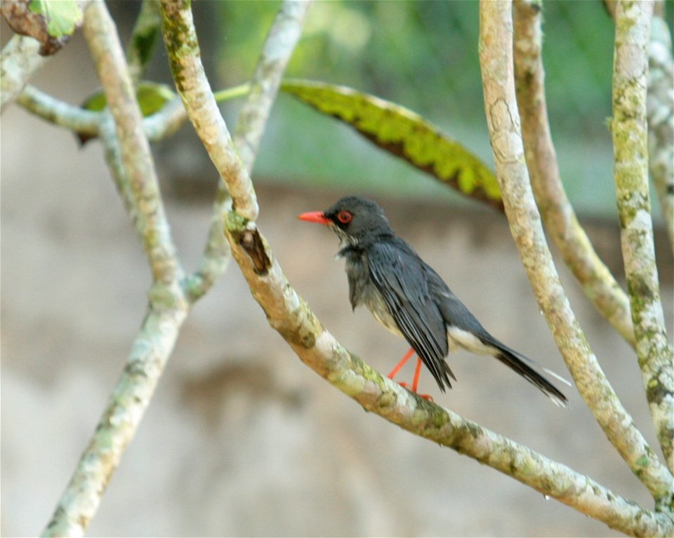 taken at the Mayaguez, Puerto Rico zoo in 2008 it is said to be a Red-legged Thrush (Turdus plumbeus) or in local terms a Zorzal de Patas Coloradas.
