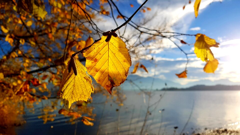 Hazelnut lake chiemsee