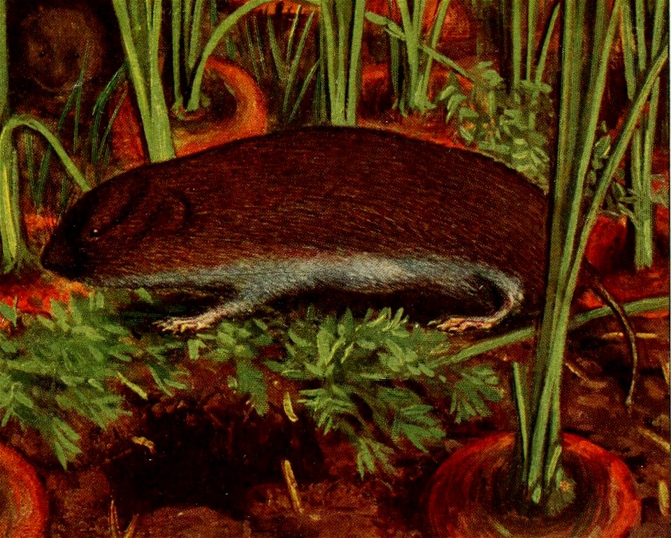 — 2;i — 
Campagnol souterrain 
Arvicola subterraneiis 

Famille des Muuidés