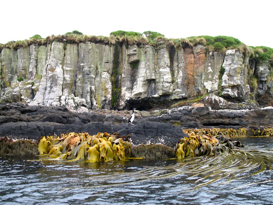 A view of the Enderby Island coast.  An Auckland Shag (Phalacrocorax [campbelli] colensoi) is visible on the volcanic rocks above the kelp (Durvillaea potatorum).