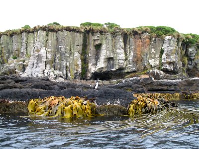 A view of the Enderby Island coast.  An Auckland Shag (Phalacrocorax [campbelli] colensoi) is visible on the volcanic rocks above the kelp (Durvillaea potatorum).