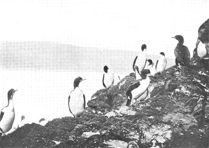 Group of Shags (Phalacrocorax colensoi), Auckland Islands Subject: Phalacrocorax Tag: Water Birds photo