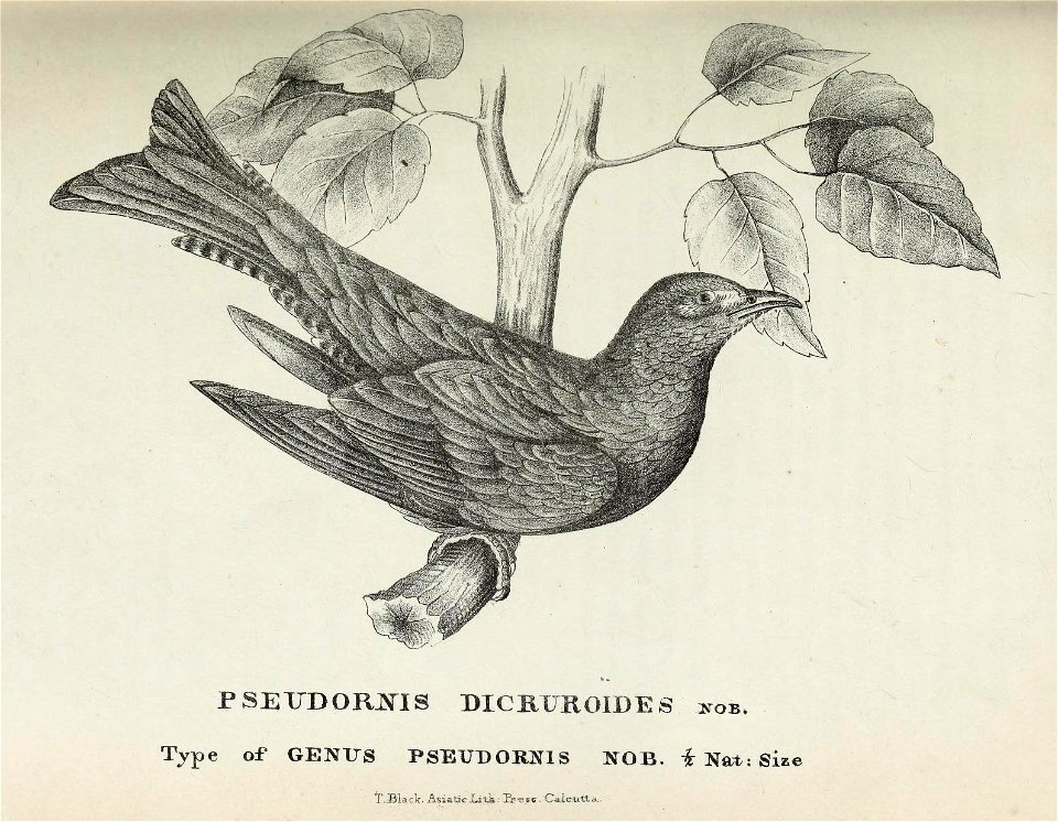 Surniculus dicruroides