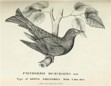 Surniculus dicruroides