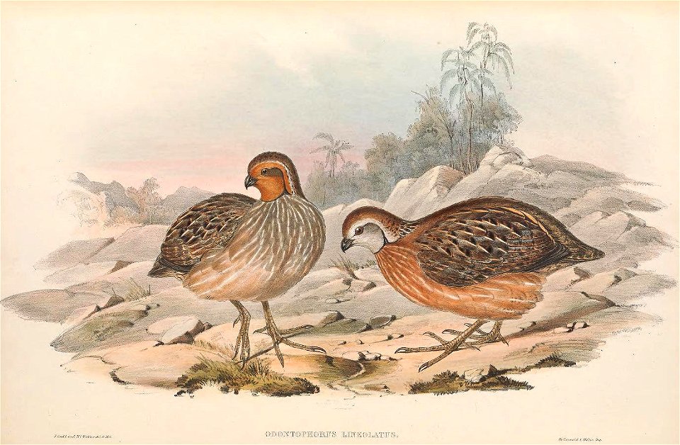 Dactylortyx thoracicus - A monograph of the Odontophorinæ, or, Partridges of America