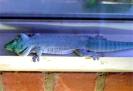 Standing’s day gecko Phelsuma standingi at Bristol Zoo, Bristol, England.
