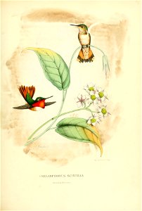 Selasphorus scintilla