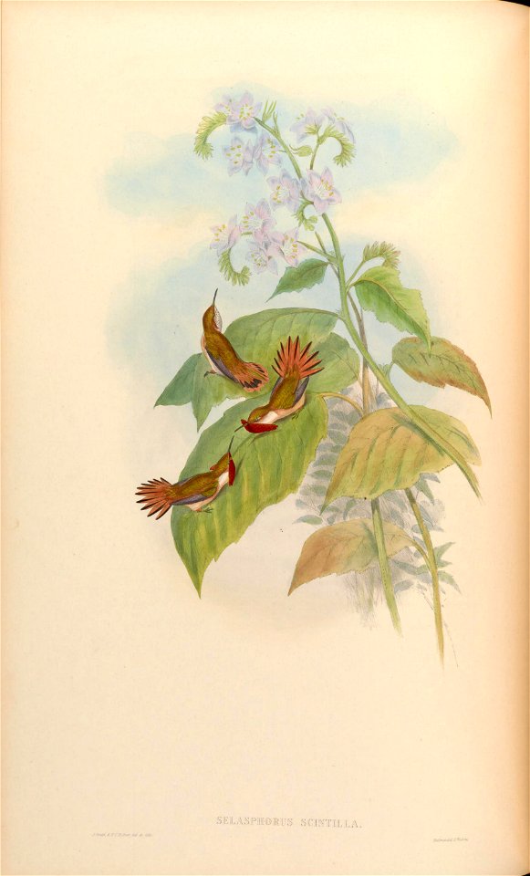Selasphorus scintilla [1]