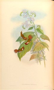 Selasphorus scintilla [1]
