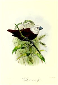 English:  « Munia maja » = Lonchura maja (White-headed munia)Français :  « Munia maja » = Lonchura maja (Capucin à tête blanche)