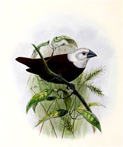 English:  « Munia maja » = Lonchura maja (White-headed munia)Français :  « Munia maja » = Lonchura maja (Capucin à tête blanche)