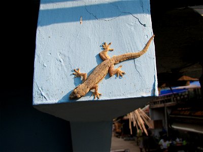 gecko (Indonesia) photo