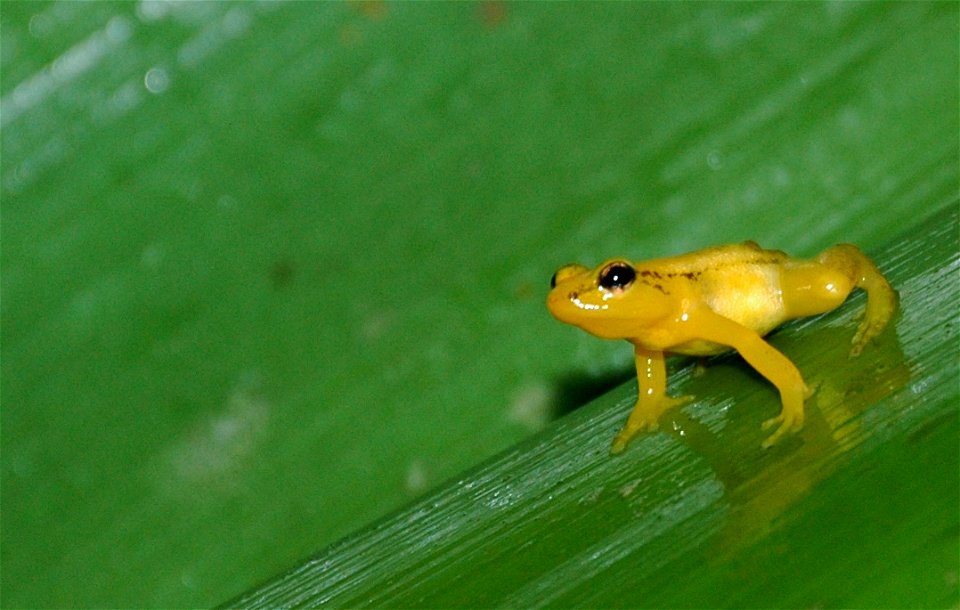 Golden Dart-Poison Frogs (Anomaloglossus beebei) are small, brightly colored tree frogs that live their entire lives (about 5-7 years) inside the cloud forest's bromeliads. Their diet includes small a