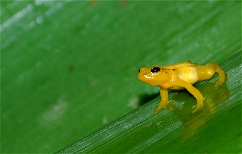 Golden Dart-Poison Frogs (Anomaloglossus beebei) are small, brightly colored tree frogs that live their entire lives (about 5-7 years) inside the cloud forest's bromeliads. Their diet includes small a photo