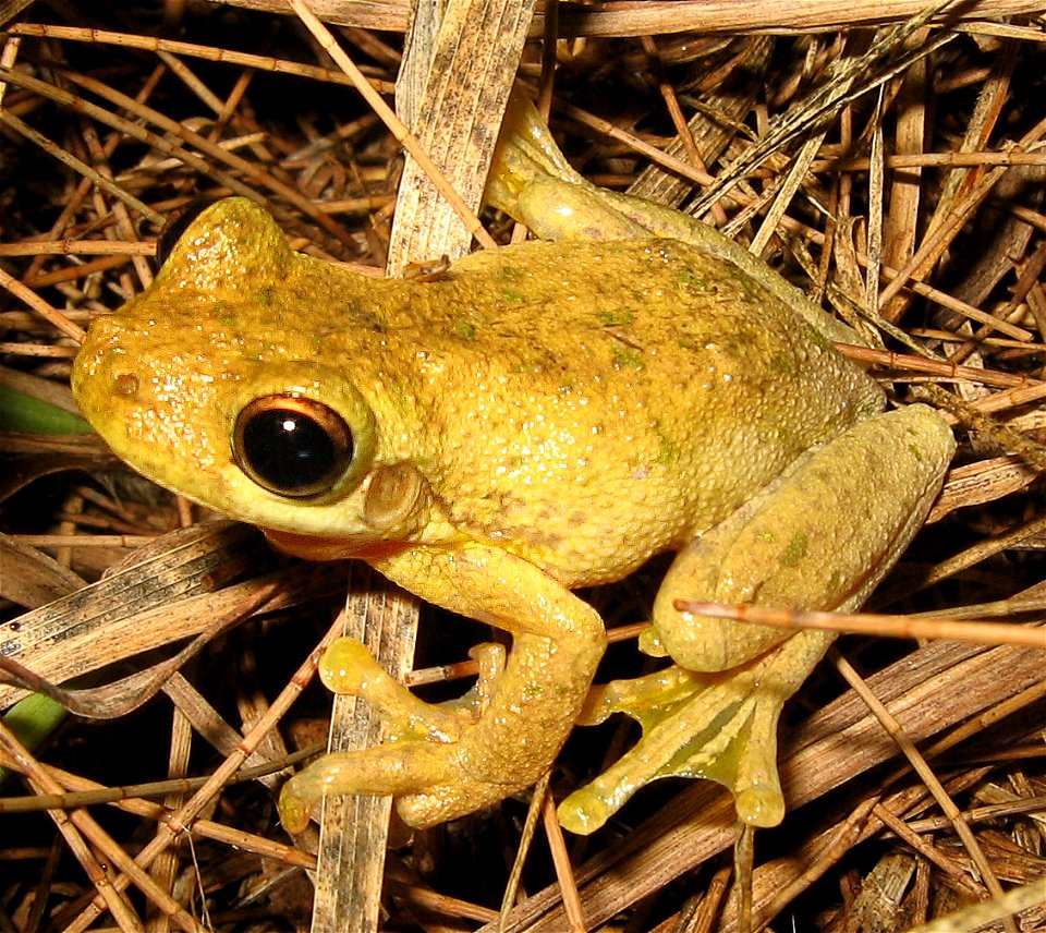 en:Tyler's Tree Frog (Litoria tyleri)