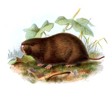Rhizomys minor = Cannomys badius minor?
