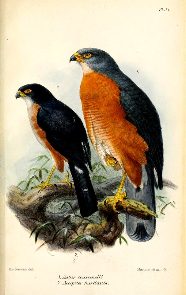 Red-thighed Sparrowhawk (left), Red-chested Goshawk (right)