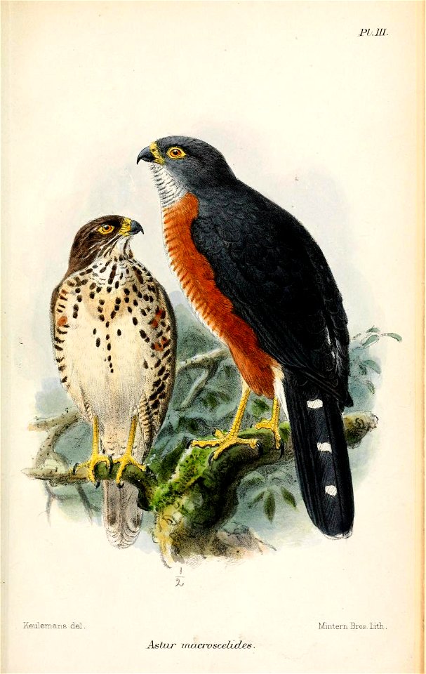 Astur macroscelides = Accipiter toussenelii,