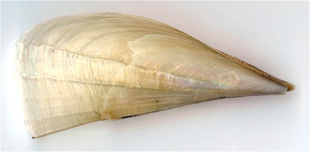 Atrina fragilis, Pennant, 1777. Foto realizada por Raymond Huet. Localización: S Francia: Dpto. Hérault, praia perto de Gruissan. Tamaño: 8.2 cm