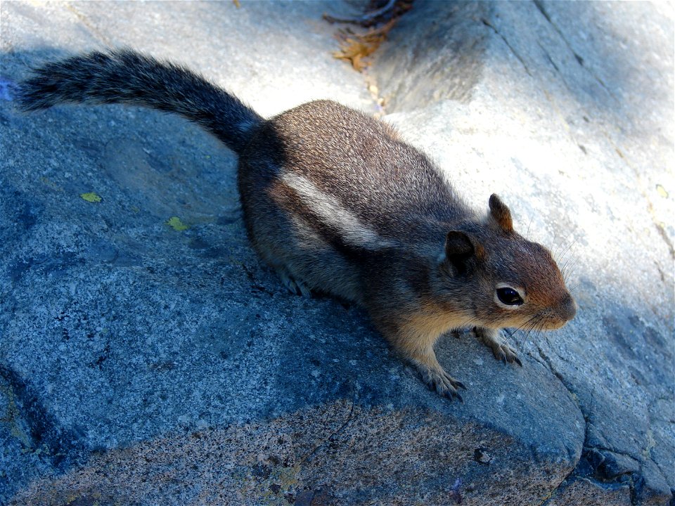 squirrel