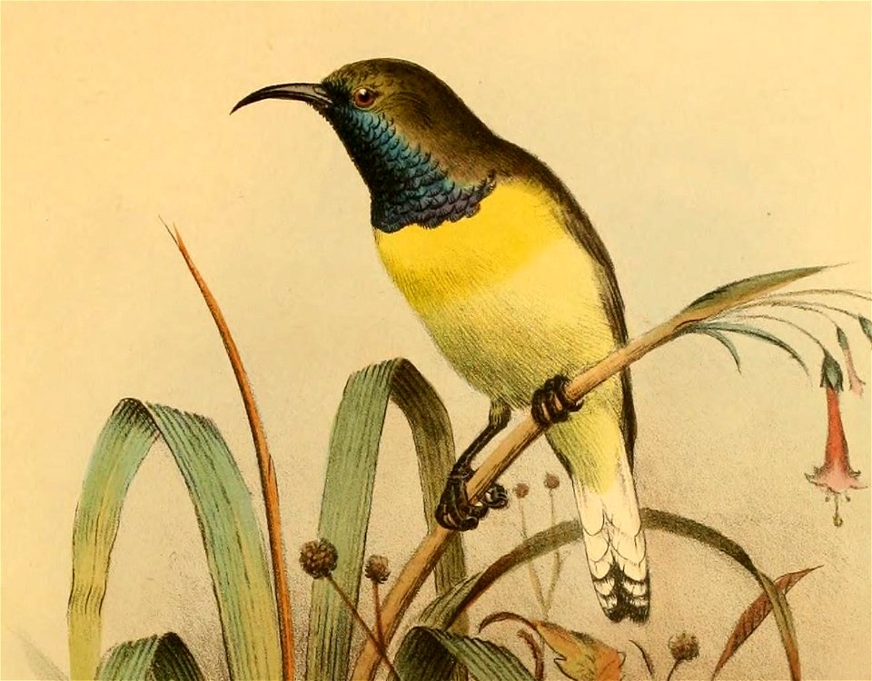 THE BIRDS OF AFRICA.PL.V 
1 . Cyanoimtrsi newt oni . s 

2Elaeocerthia thomensis.8