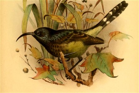 THE BIRDS OF AFRICA.PL.V 
1 . Cyanoimtrsi newt oni . s 

2Elaeocerthia thomensis.8
