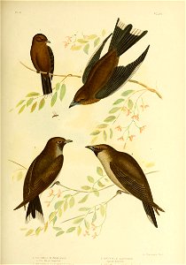 VOL. VI. 
GJ Broinowski, FeciK 
I ARTAMUS MINOR (Vieill) 
LiH-le Wood Swallow. 
3 ARTAMUS ALBI VEN T Rl S ( Gould ^ 
2 ARTAMUS SORDIDUS 
Wood Swallow. 

4- ARTAMUS r I W P R F I I ^ i\J it