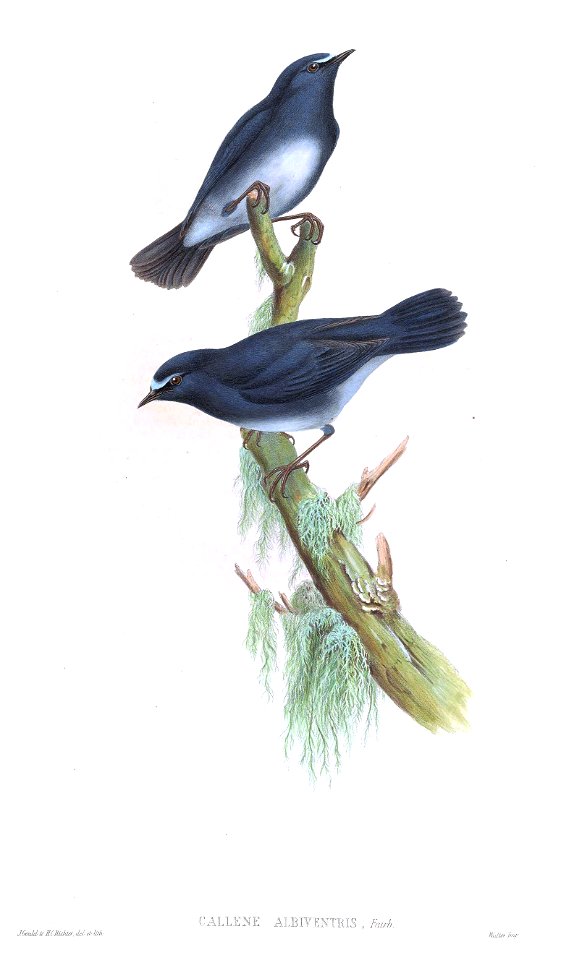 Callene albiventris = Myiomela albiventris