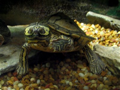 Barbour's Map Turtle -  Graptemys barbouri  at Cincinnati Zoo