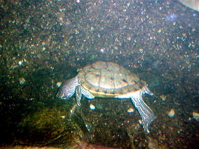 Barbour's Map Turtle (Graptemys barbouri) at the Columbus Zoo and Aquarium