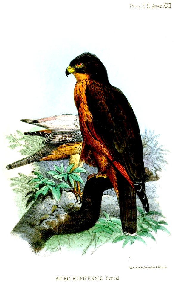 Buteo rufipennis = Butastur rufipennis