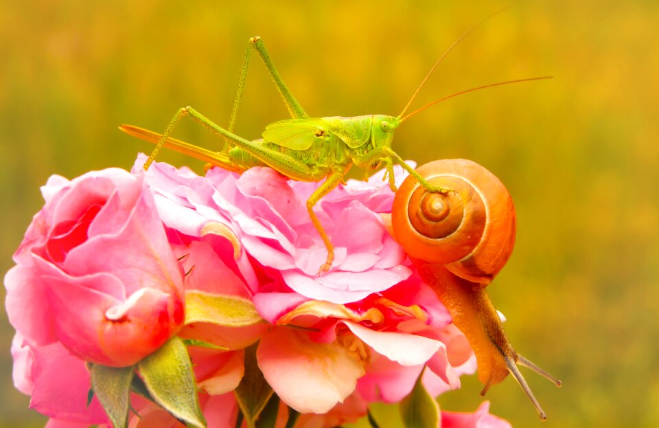 Snail rose animals