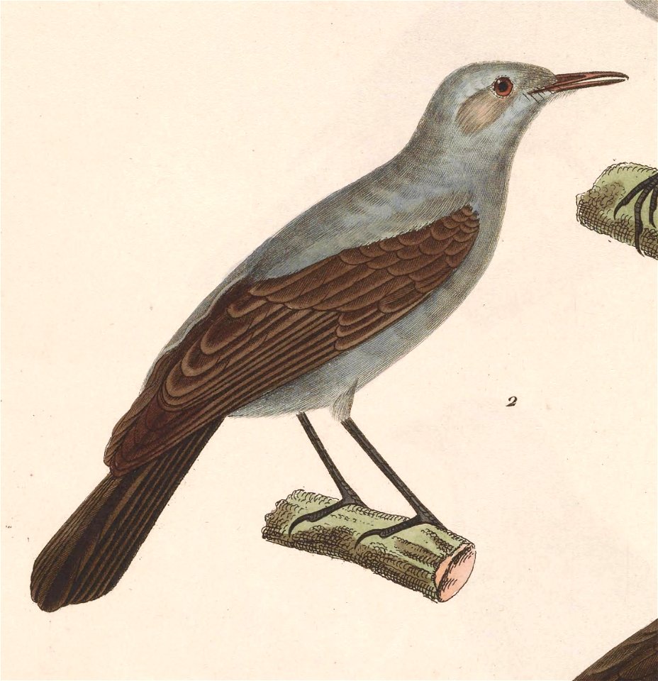 English:  « Saxicola melanura » = Cercomela melanura (Blackstart)Français :  « Saxicola melanura » = Cercomela melanura (Traquet à queue noire)