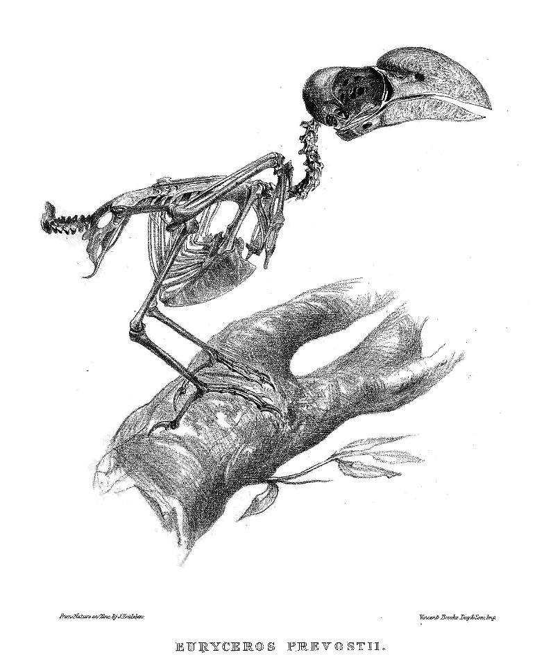 Skeleton of Euryceros prevostii